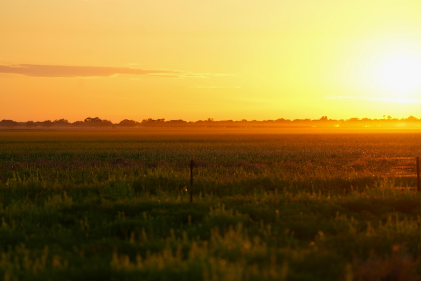 The sun rising over luscious green fields