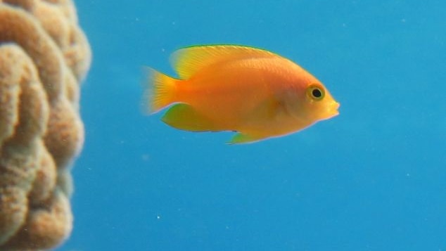 Damselfish