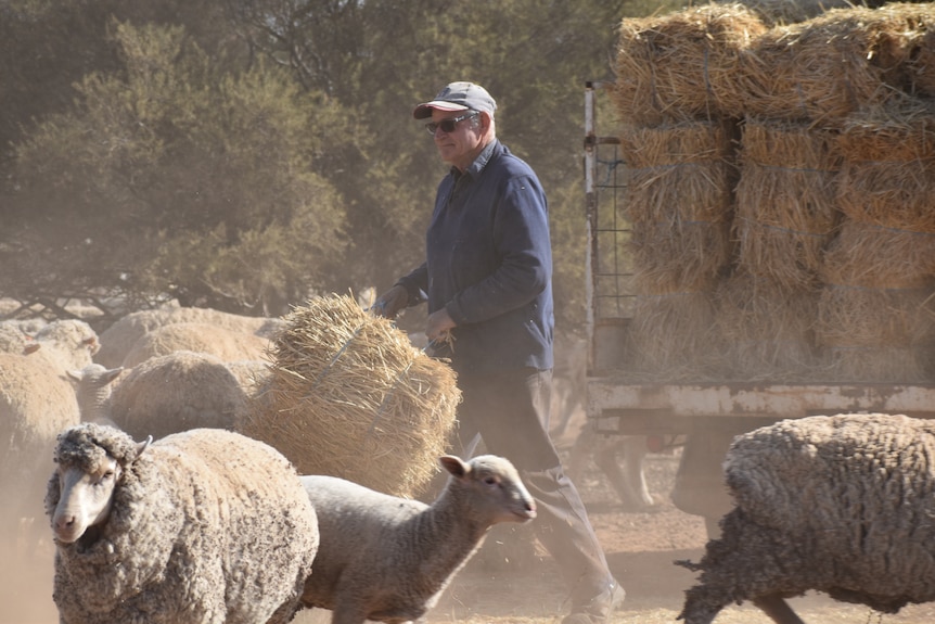 An older man carries a hay bale through a dusty yard full of sheep.