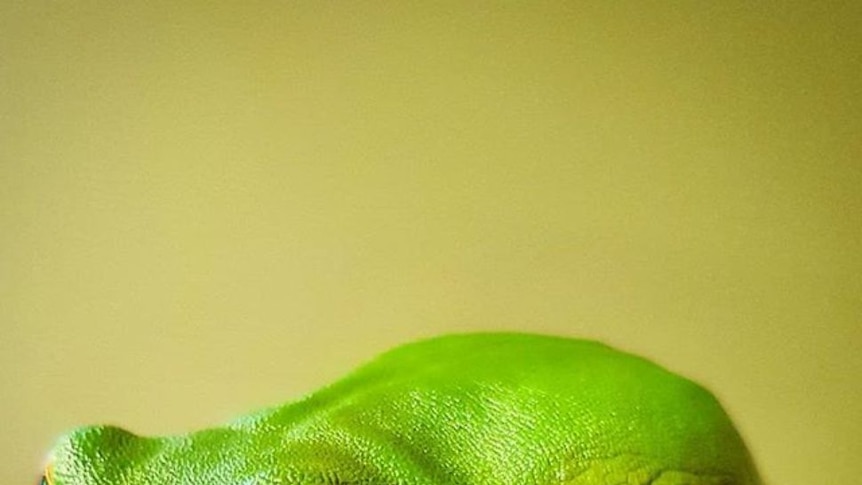 A close up photo of a Green tree frog.