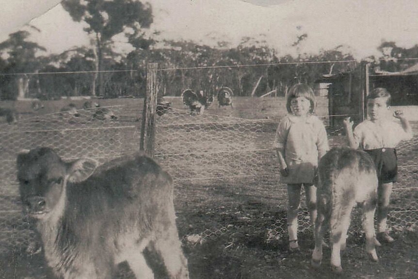 A black and white photo of two children standing with poddy calves.