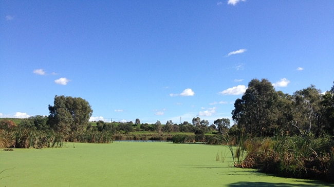 Algal bloom at Macleod Morass, near Bairnsdale