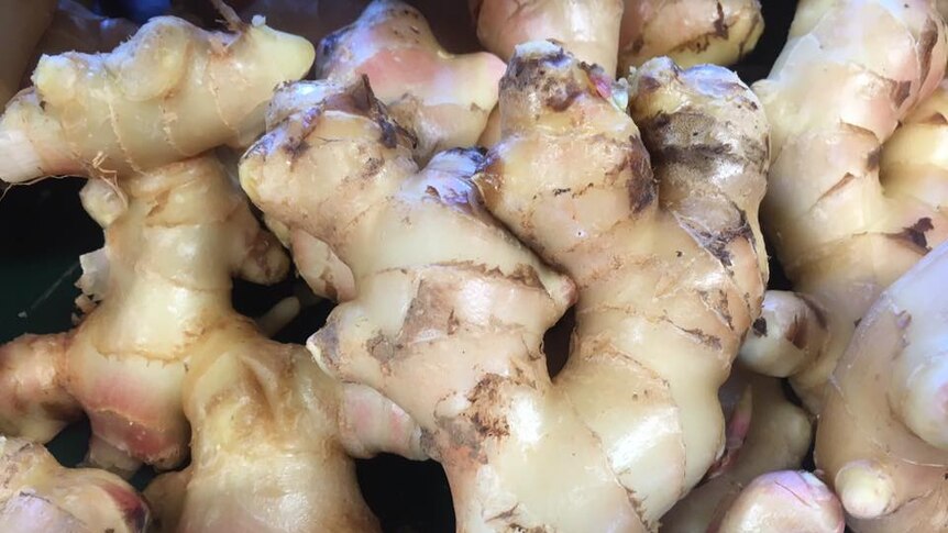 Photo of fresh juicy Templeton family ginger