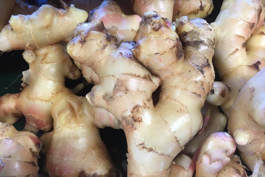 Photo of fresh juicy Templeton family ginger