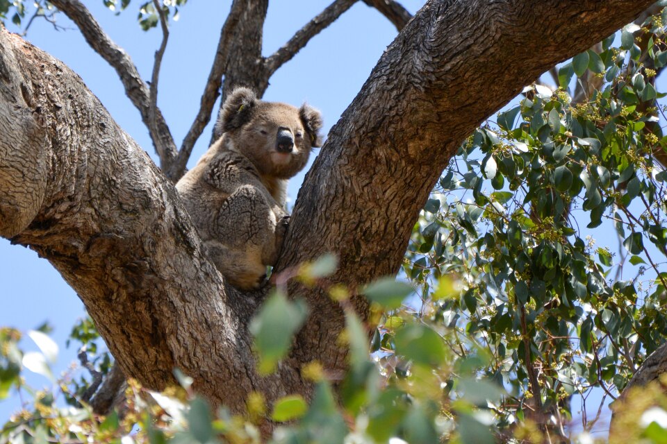 Koala in tree at Dimberoy in November 2018.