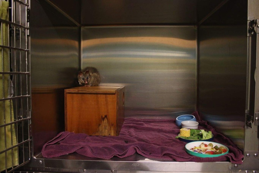 An orphaned possum in a cage.