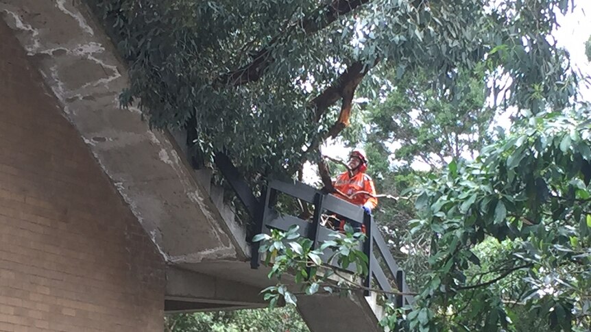 Tree falls on flats in South Melbourne