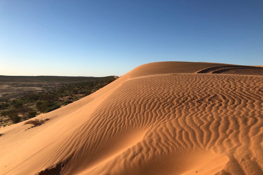 A desert sand dune flows down hill to meet the scrubby plane.