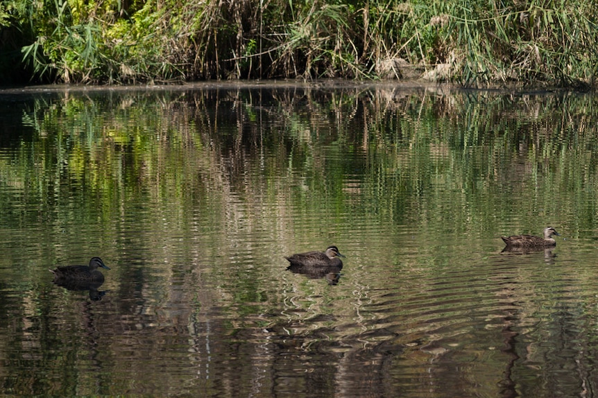 Three pacific black ducks paddle across the surface of the Urrbrae Wetlands.