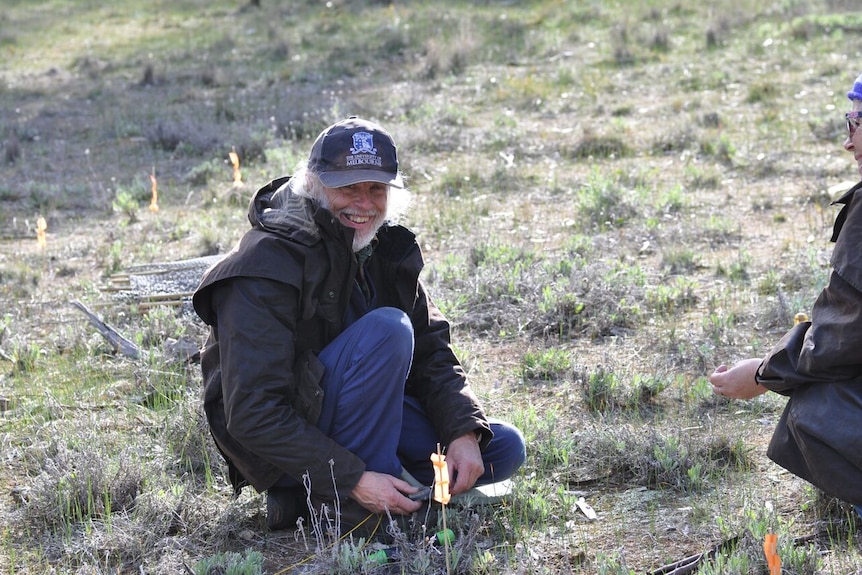 Planting native orchid seedlings in Victoria