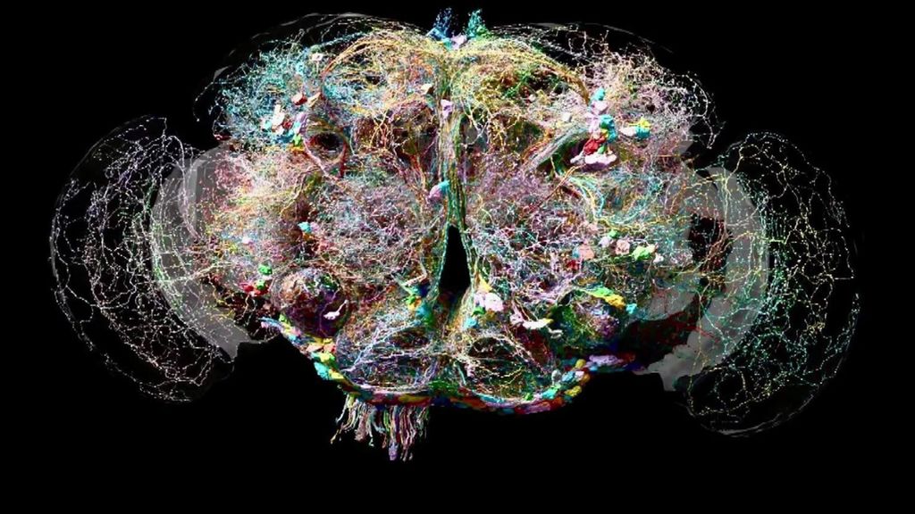 A colourful virtual map of a brain on a black background.