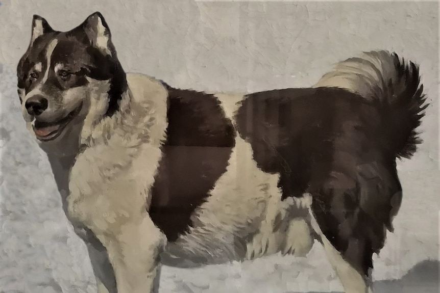 A husky dog in the Polar region 