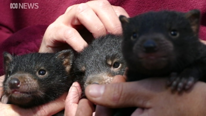 Tasmanian devil joeys at Monarto Zoo