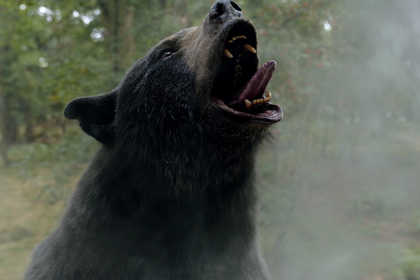 A still from the film Cocaine Bear where the bear has thrown his head in the air and roars with his tongue out.