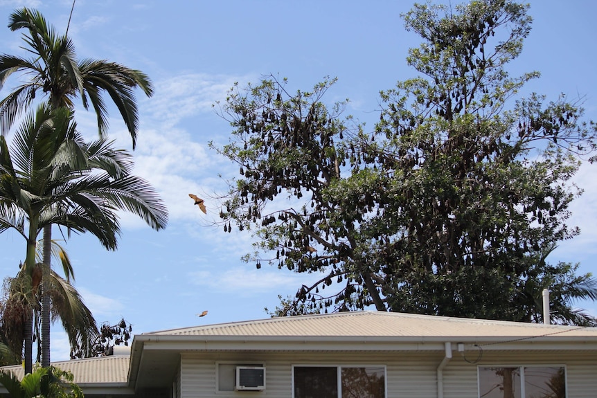 Flying foxes are roosting in a tree above a house. 