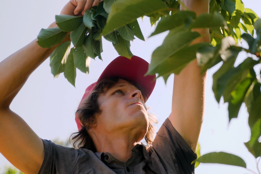 a man picking cherries