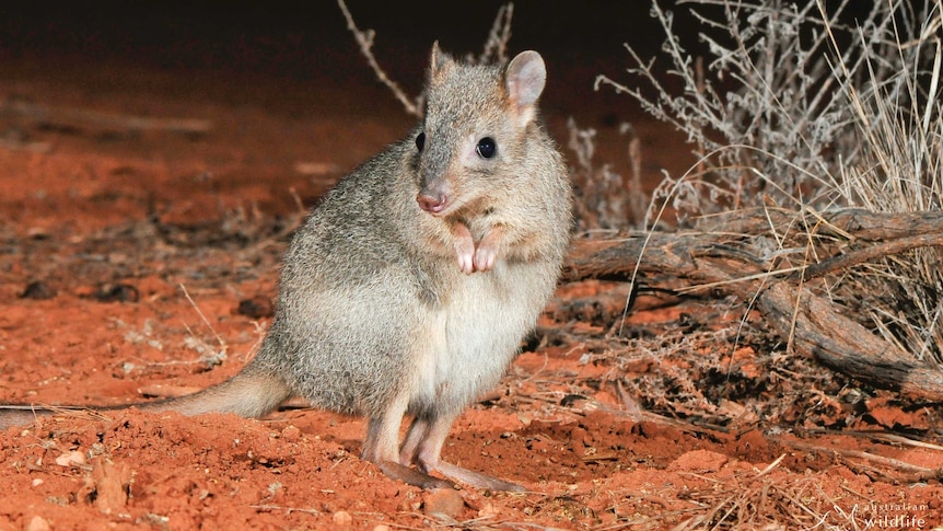 Brush-tailed bettong