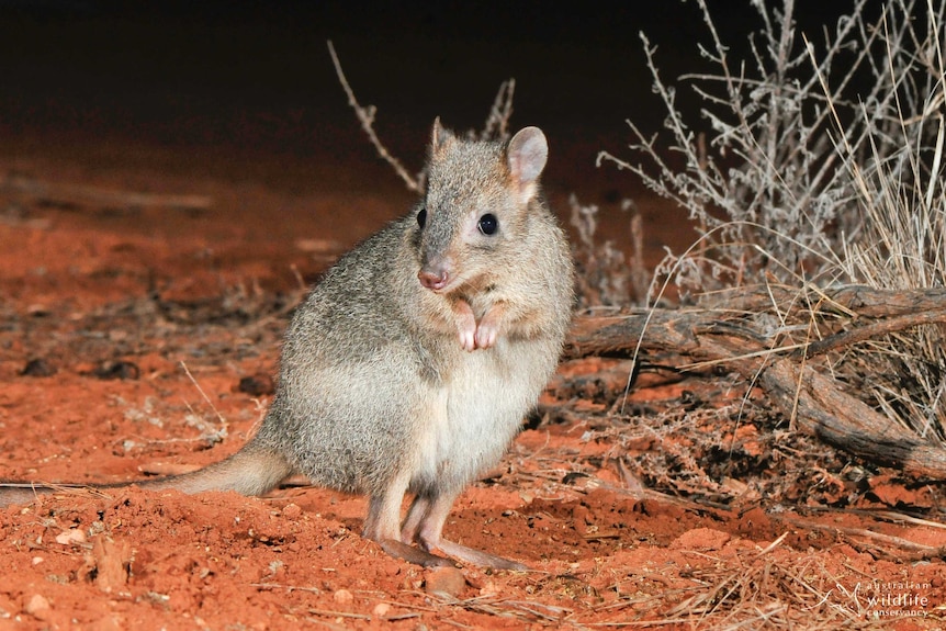 Brush-tailed bettong