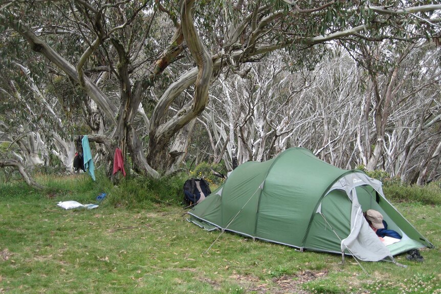 A tent amongst a forest.