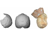 Partial modern human skull and its reconstruction