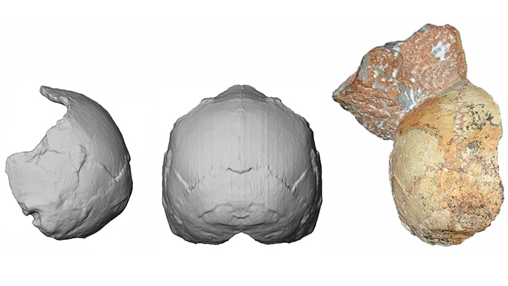 Partial modern human skull and its reconstruction