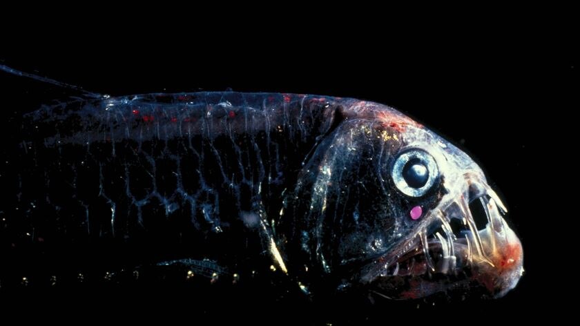 A deep-sea viperfish