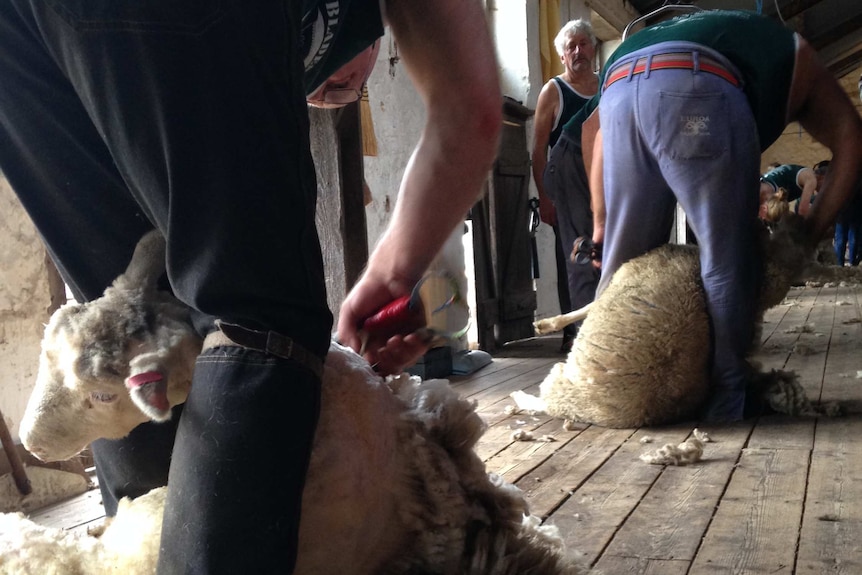 Shearers use blades to remove wool from sheep