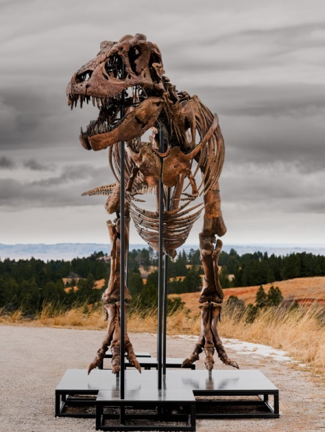 Buyer drops nearly $72m on one of world's most complete T-rex skeletons