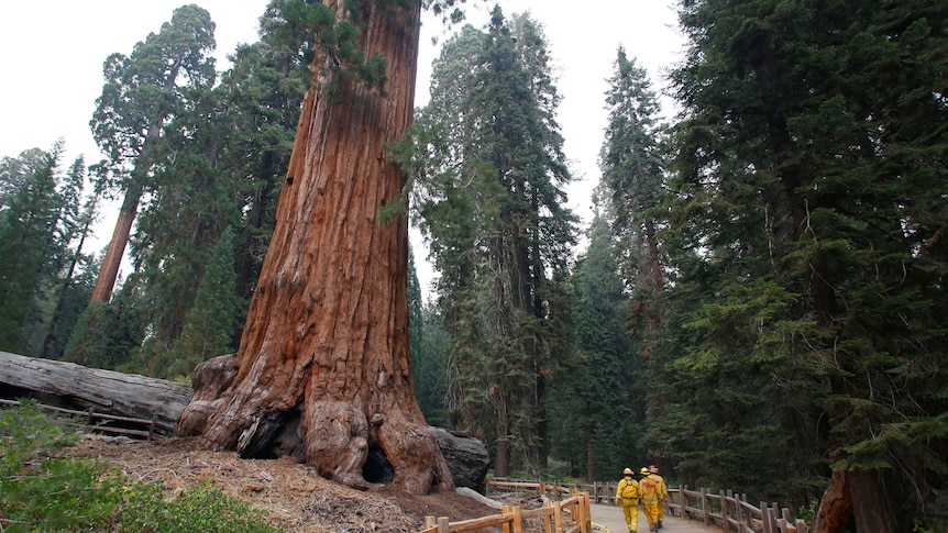 Giant Redwood