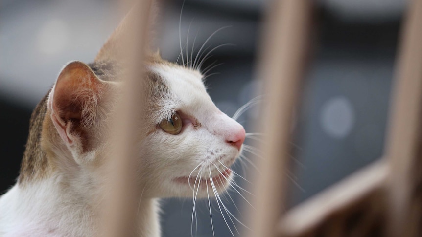 A calico cat behind bars.