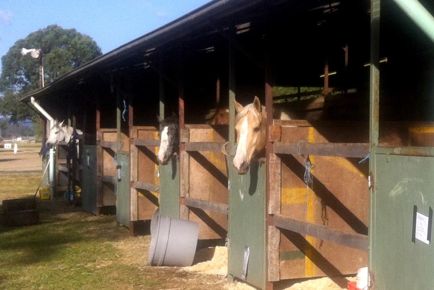 Horses evacuated from bushfires housed at the Hawkesbury Showground.