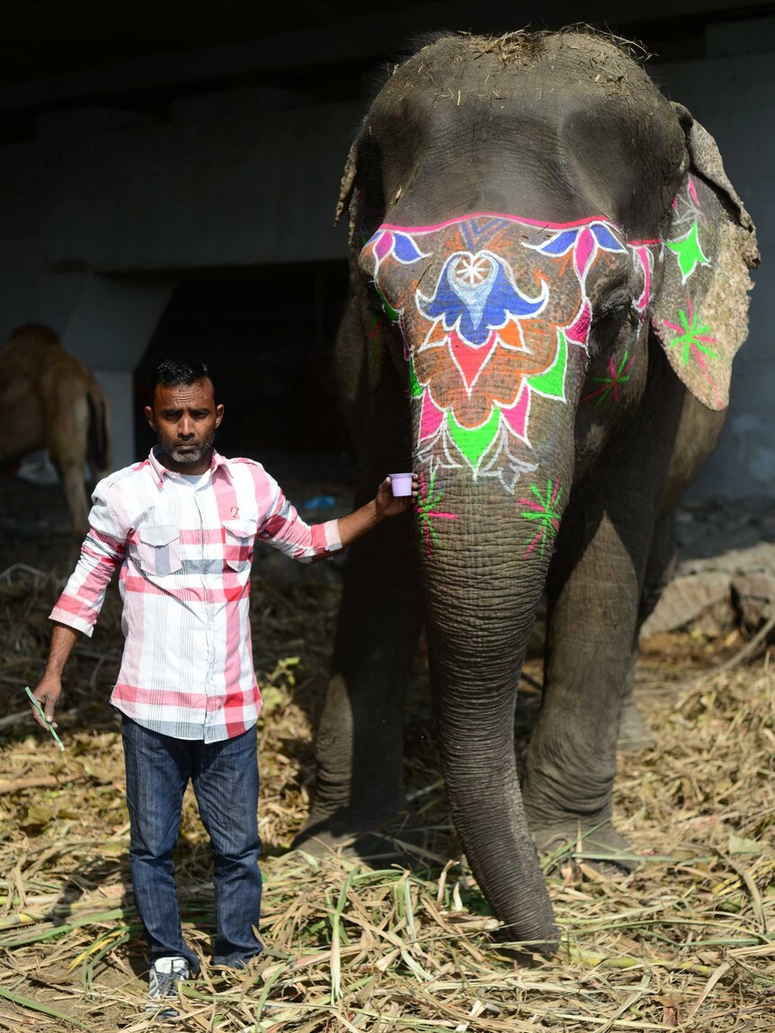 A working elephant painted for a celebration