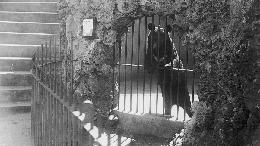 A black and white photo of a bear in an old enclosure behind a barred door and rock wall.