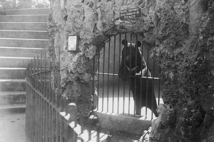 A black and white photo of a bear in an old enclosure behind a barred door and rock wall.