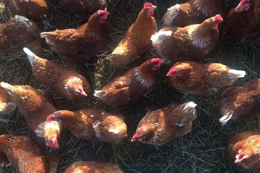 A group of brown chickens with red plumage, taken from above