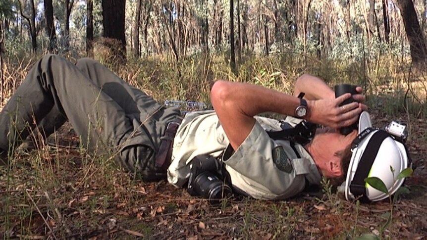 Glen Johnson lies on the ground and looks up get a better view of a Regent Honeyeater.