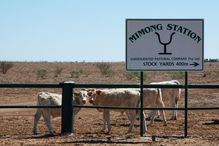 a sign for Mimong Station with calves behind a fence.