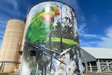 parrot painted on a grain silo