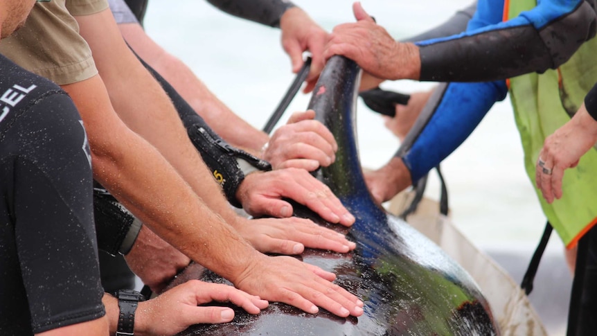 Hands of rescuers on the back and dorsal fin of a beached whale.
