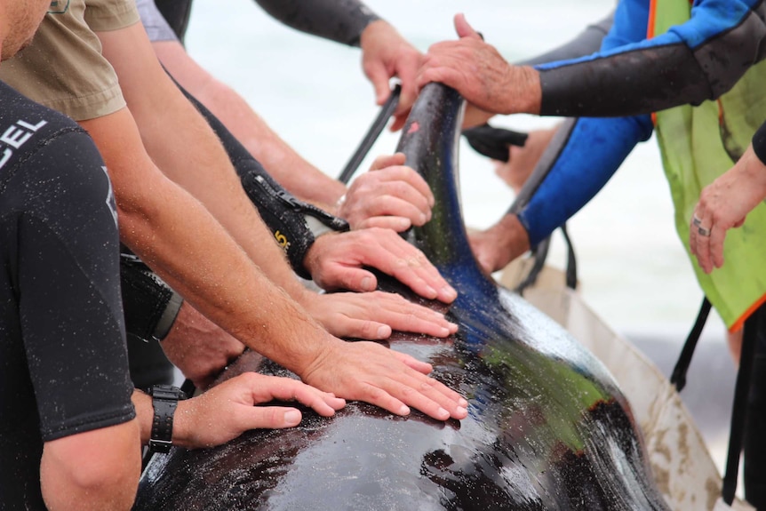 Hands of rescuers on the back and dorsal fin of a beached whale.
