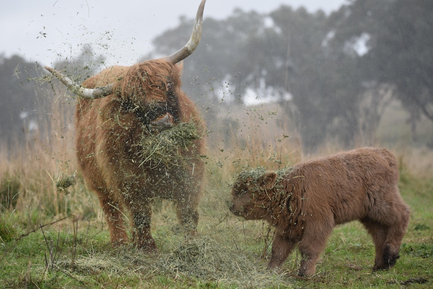 A mother and calf play in the grass.