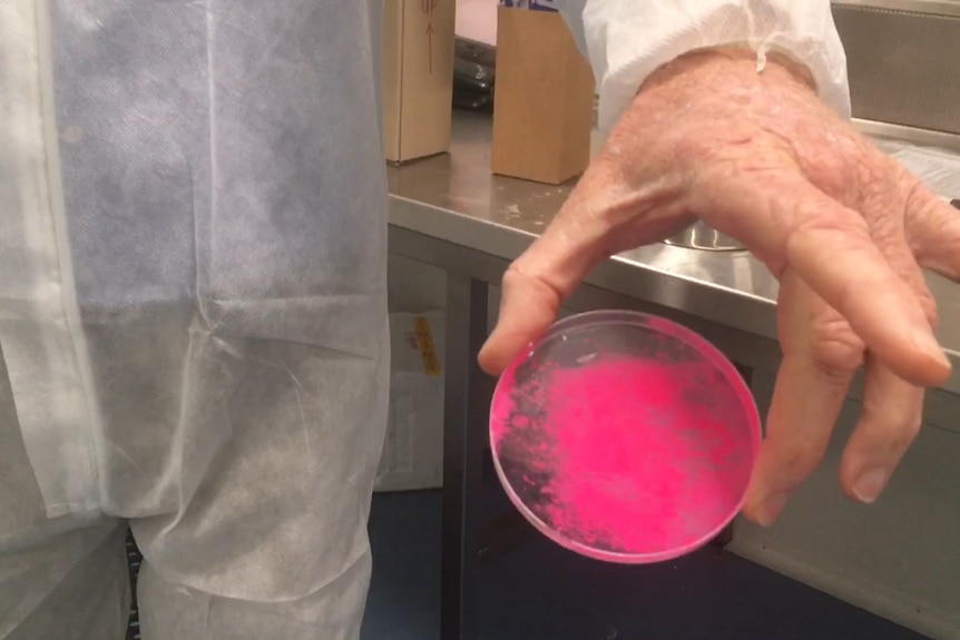 A close up of a hand holding a container of pink dye for marking the flies.