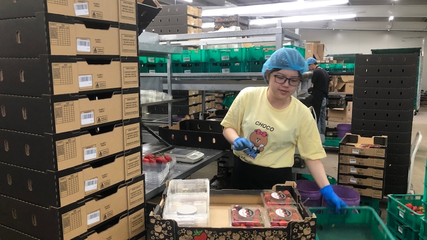 A South Korean lady wearing a hair net packs fruit.