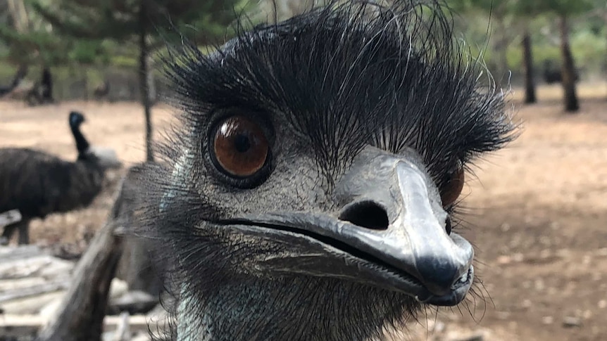 An emu stares into the camera.