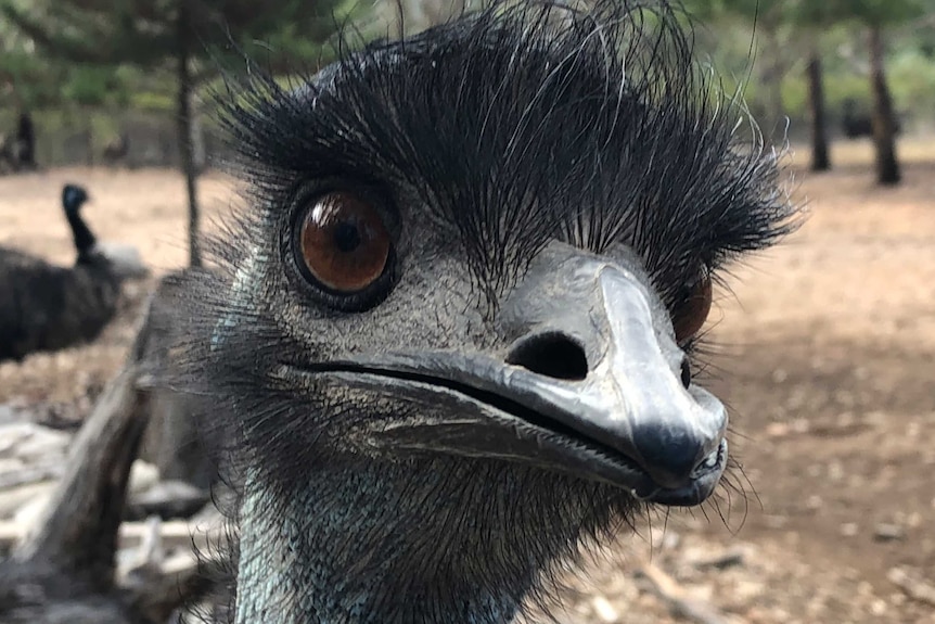 An emu stares into the camera.