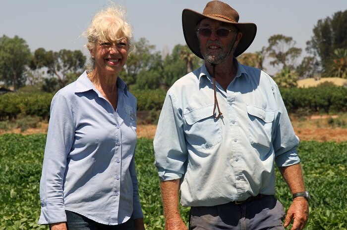 Ann and Peter Brooke in standing in their sweet potato field in Barmera.