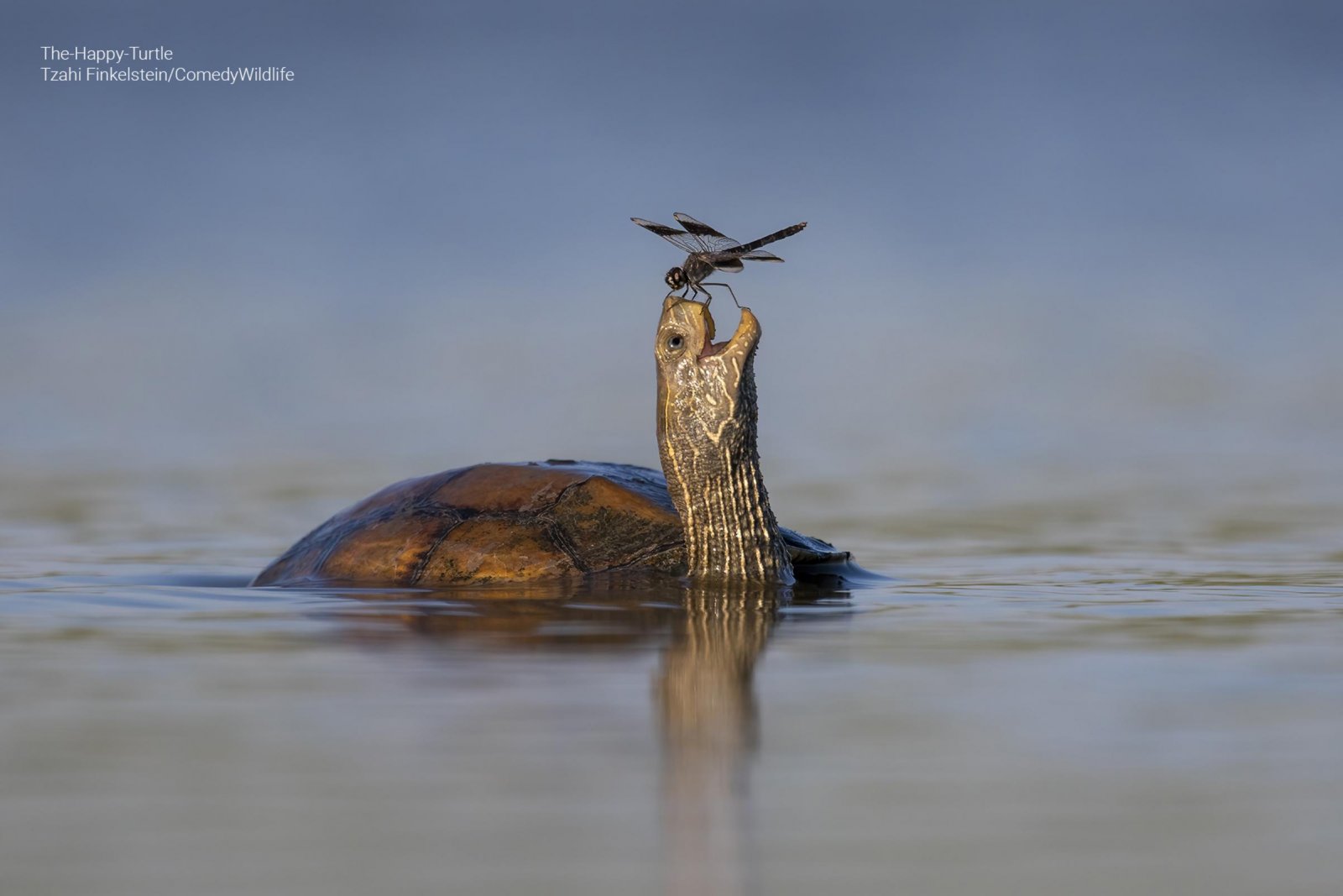 A turtle with its shell and neck out of the water with a bug hanging on its mouth