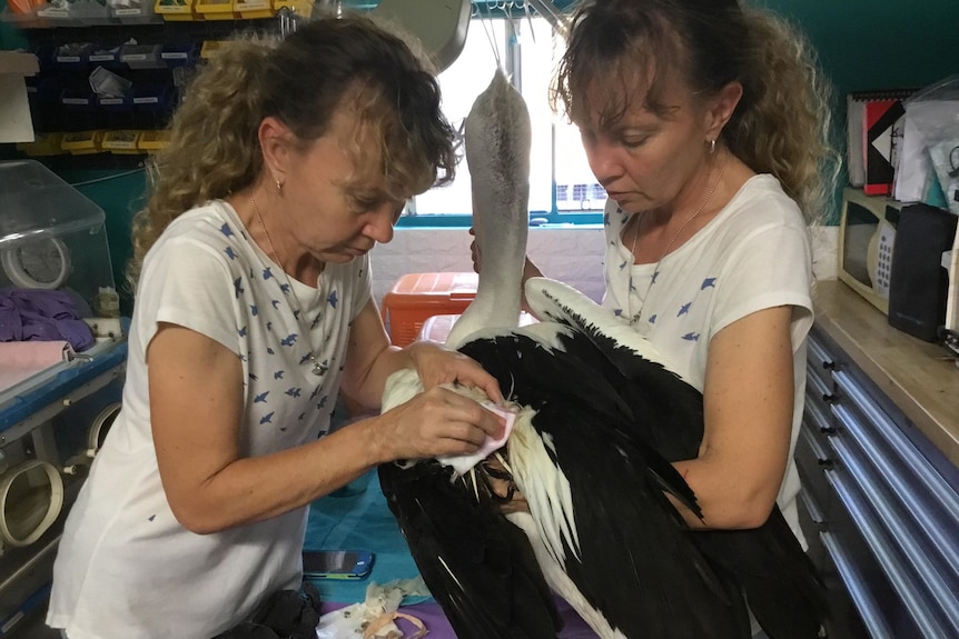 The 'twinnies' work on an injured pelican on the Sunshine Coast (1)