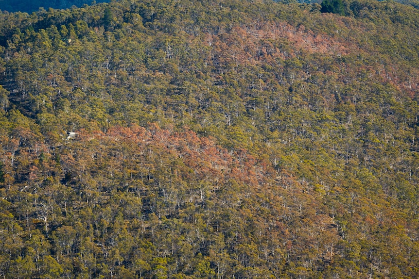 An aerial shot showing a line of orange-brown eucalyptus trees next to greener ones.