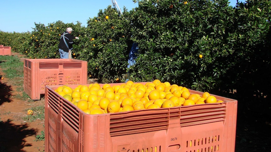 Worker picks oranges from an Australian orange farm